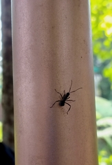 Myrmhopla