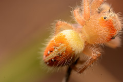 Phidippus cardinalis