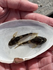 Myoxocephalus scorpius