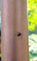 Myrmhopla
