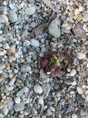 Lithophyllum incrustans