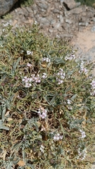 Hormathophylla spinosa