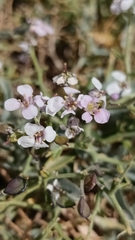 Hormathophylla spinosa