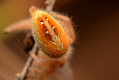 Phidippus cardinalis