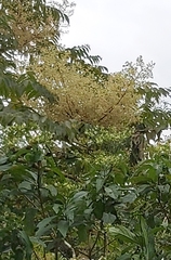 Aralia decaisneana