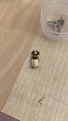 Acontiini