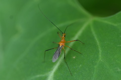 Harpactorini