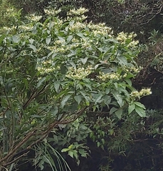Clerodendrum cyrtophyllum