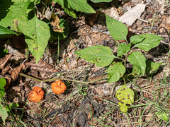 Alkekengi officinarum