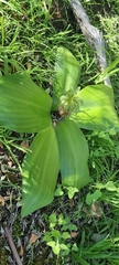 Eucomis regia