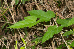 Rubus taitoensis