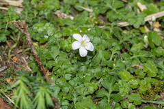 Ellisiophyllum pinnatum