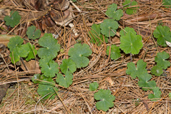 Hydrocotyle nepalensis