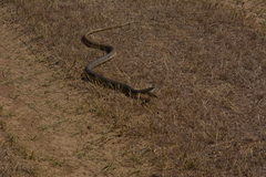 Dolichophis caspius