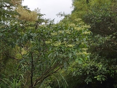 Clerodendrum cyrtophyllum