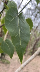 Thespesia populnea