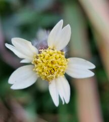 Tridax