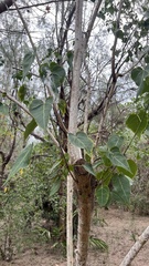 Thespesia populnea