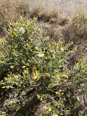 Hertia cluytiifolia