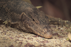 Varanus salvator macromaculatus