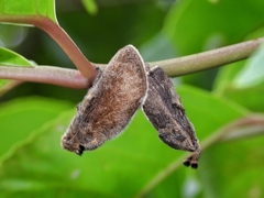 Scopelodes contracta