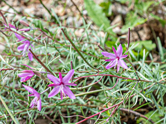 Chamaenerion dodonaei