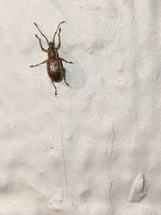 Cyrtepistomus castaneus