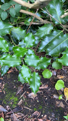Ilex aquifolium