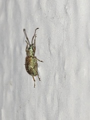 Cyrtepistomus castaneus