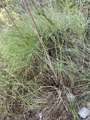 Foeniculum vulgare