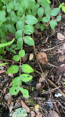 Symphoricarpos orbiculatus