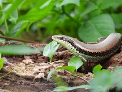 Eutropis longicaudata