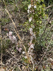 Prunus humilis