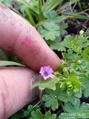 Geranium molle