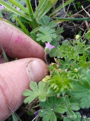 Geranium molle