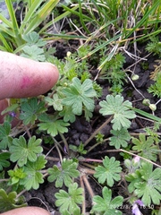 Geranium molle