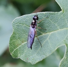 Sargus bipunctatus