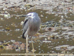 Egretta novaehollandiae