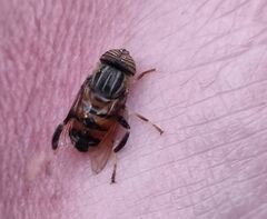 Eristalinus
