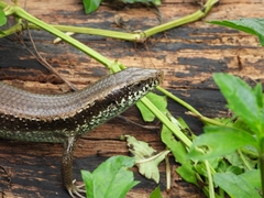 Eutropis longicaudata