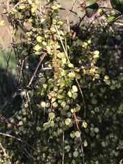 Coprosma