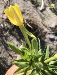 Oenothera biennis