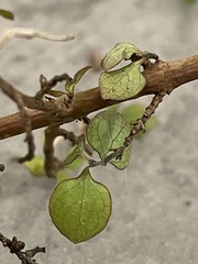 Coprosma