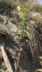 Oenothera biennis