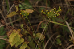 Pastinaca sativa sylvestris