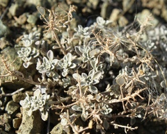 Odontarrhena litvinovii