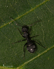 Myrmentoma