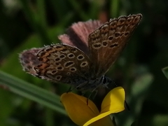 Plebejus