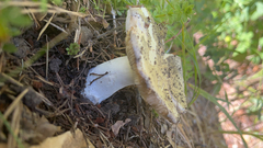 Russula cerolens
