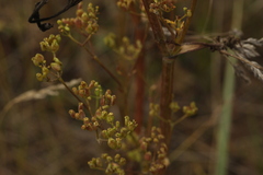 Pastinaca sativa sylvestris